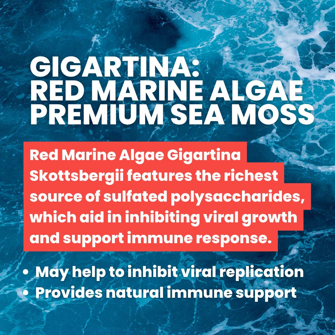 Red Marine Algae Gigartina Capsules 500mg (Premium Sea Moss) - Image 3